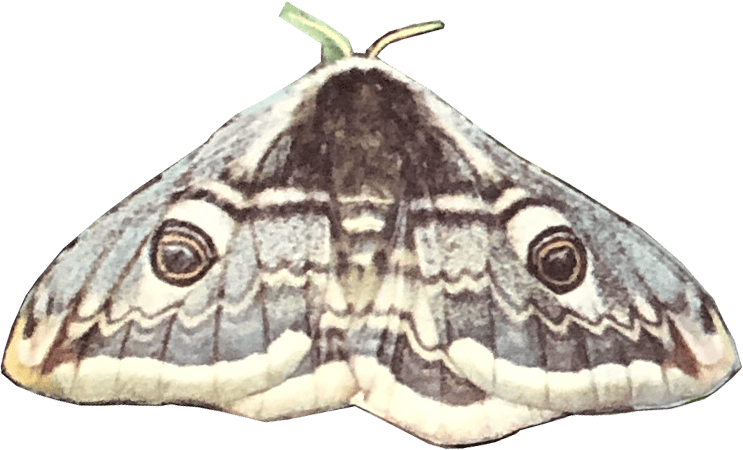 mariposa